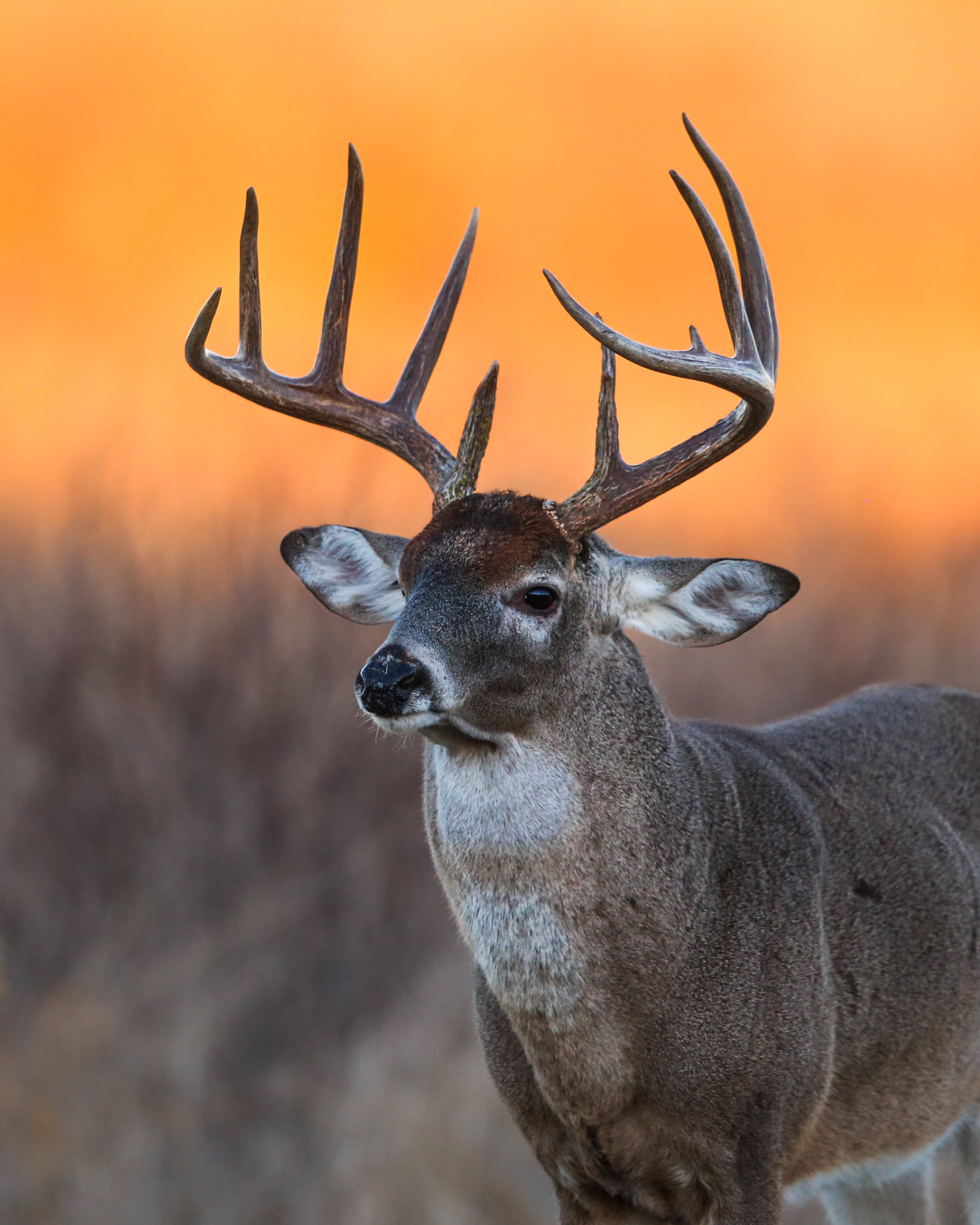 Conservation land management