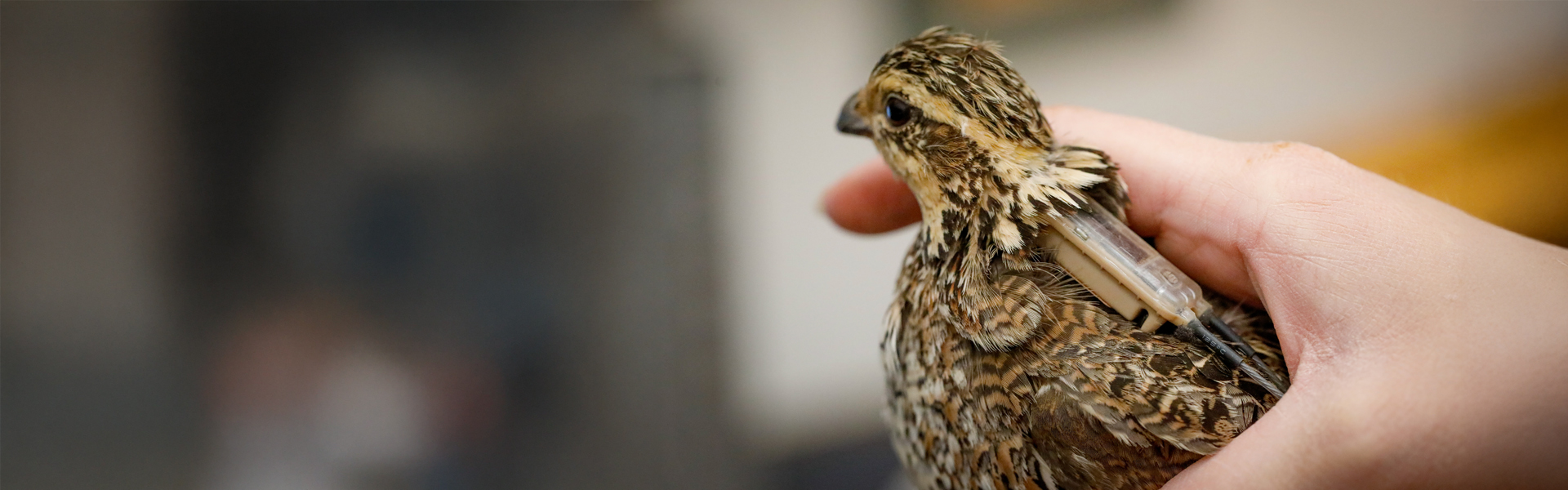 Quail in natural habitat